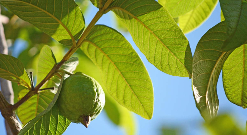 guava leaf benefits