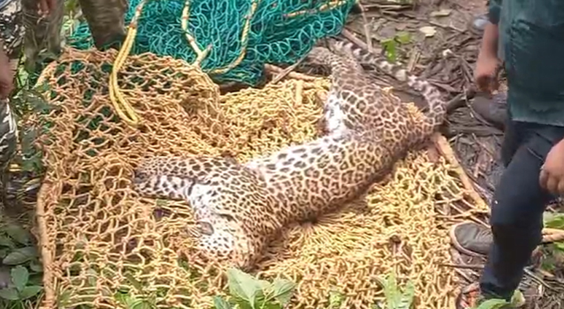 Leopard death Kasaragod