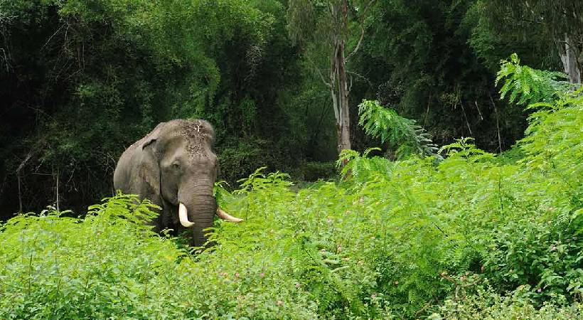 Elephant Attack kerala