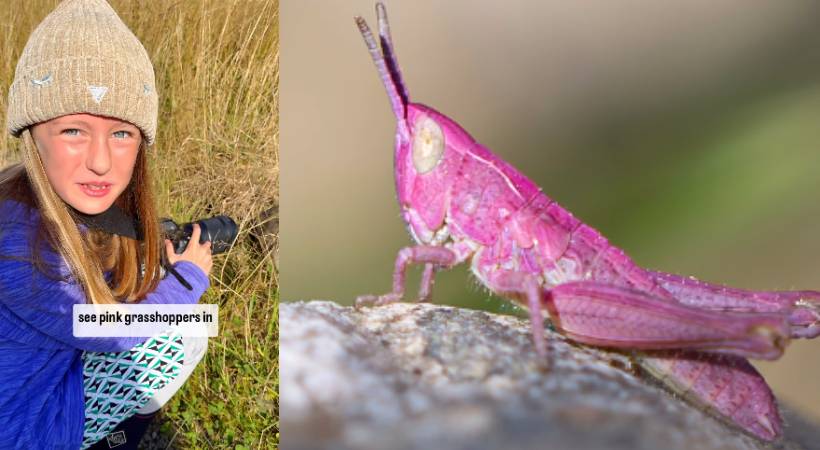 Pink Grasshopper