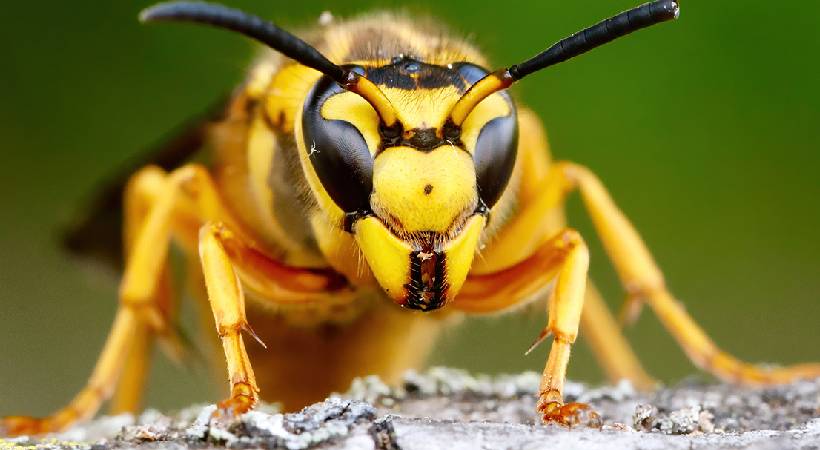 Wasp sting