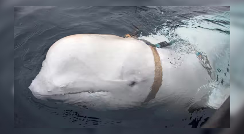 russian spy beluga whale