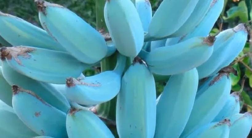 blue java Fruit