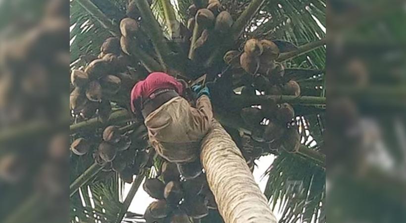 man stuck coconut tree