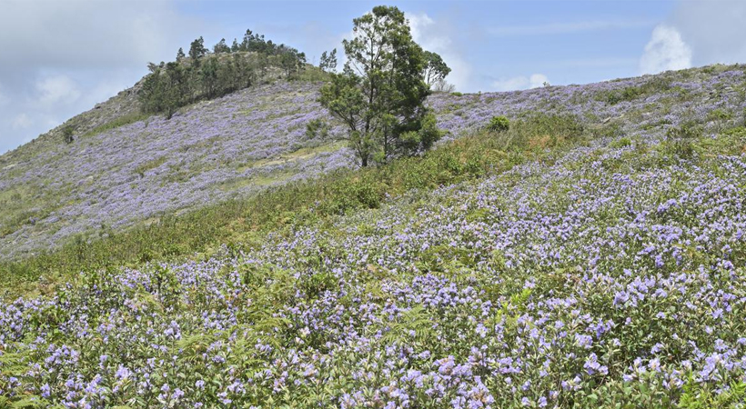 neelakurinji in nilgiris