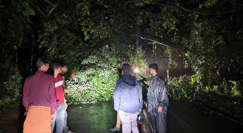 Tree fell Highway