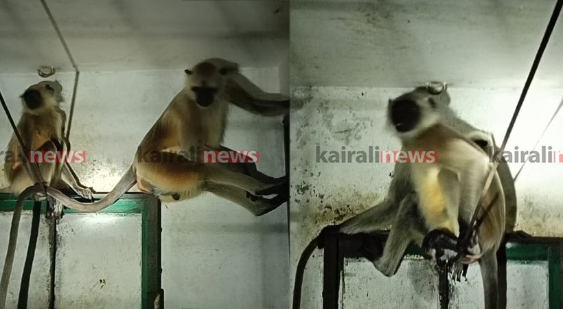 gray langurs tvm zoo