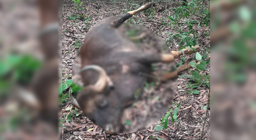 buffalo death tvm