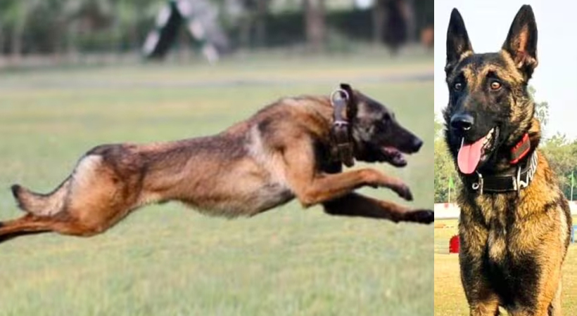 Army Dog Phantom