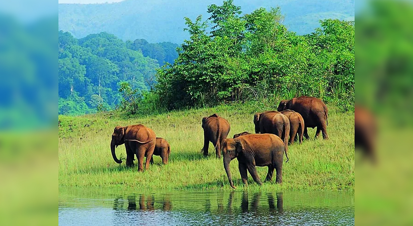 kottur elephant rehabilitation centre