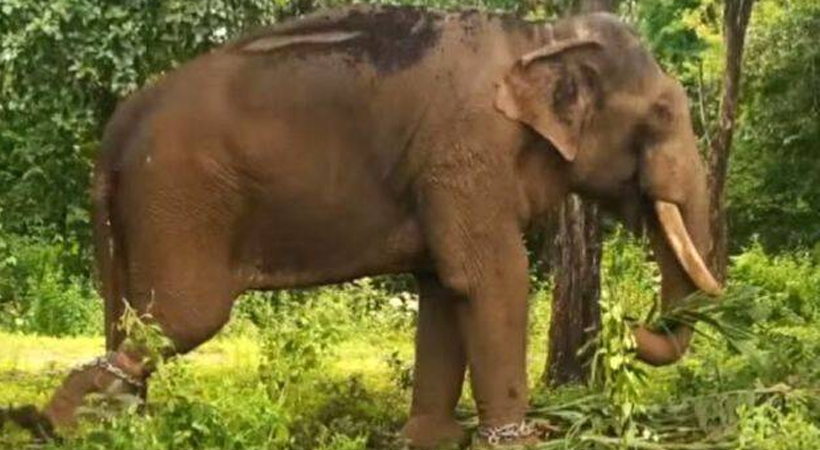 puthuppally sadhu elephant