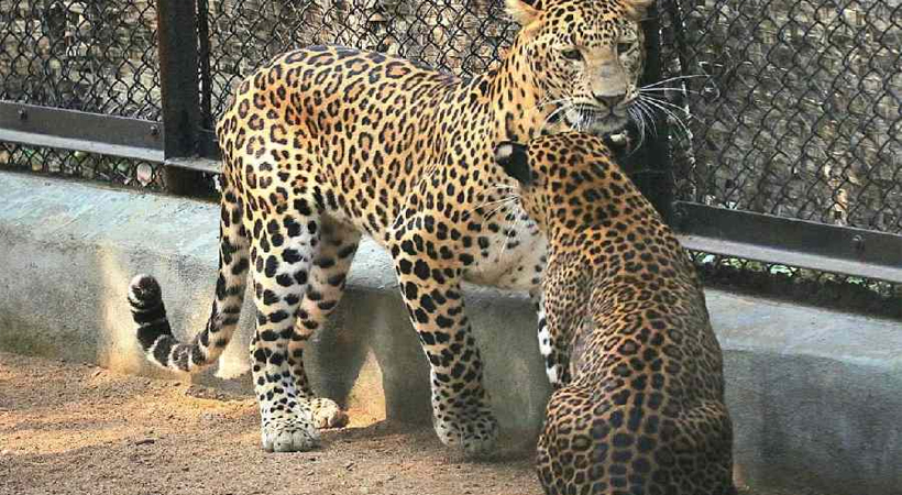 Man-eater leopard finds love in Odisha zoo