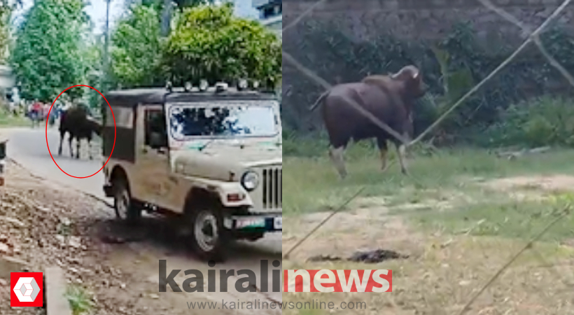 wild-buffalo-vazhikkadavu-nilambur