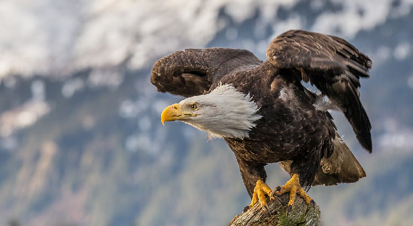 Bald Eagle