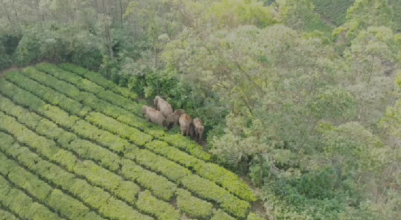 Elephant Observation