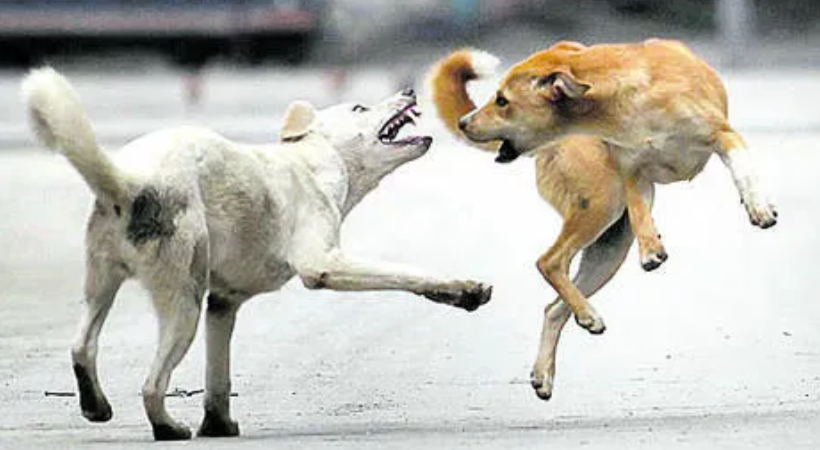 stray-dog-attack-kozhikode