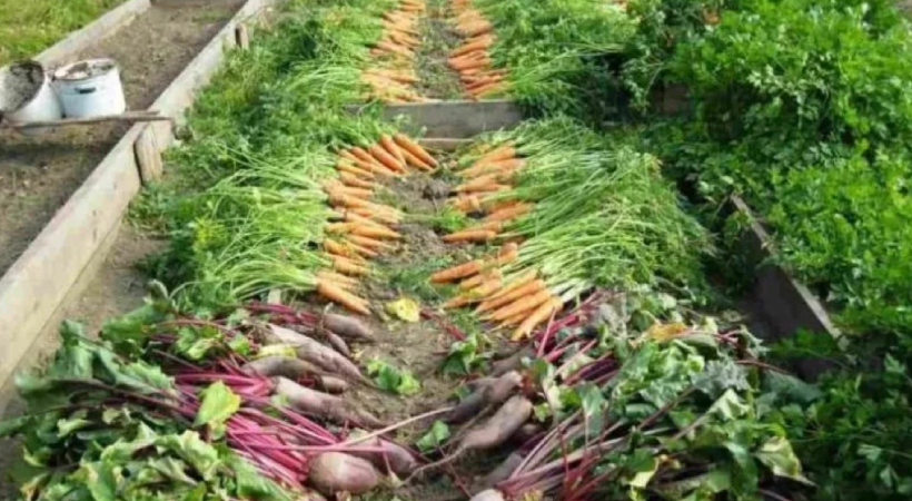 winter-farm-kudumbashree