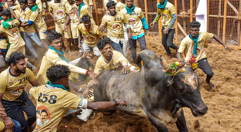 Jallikattu