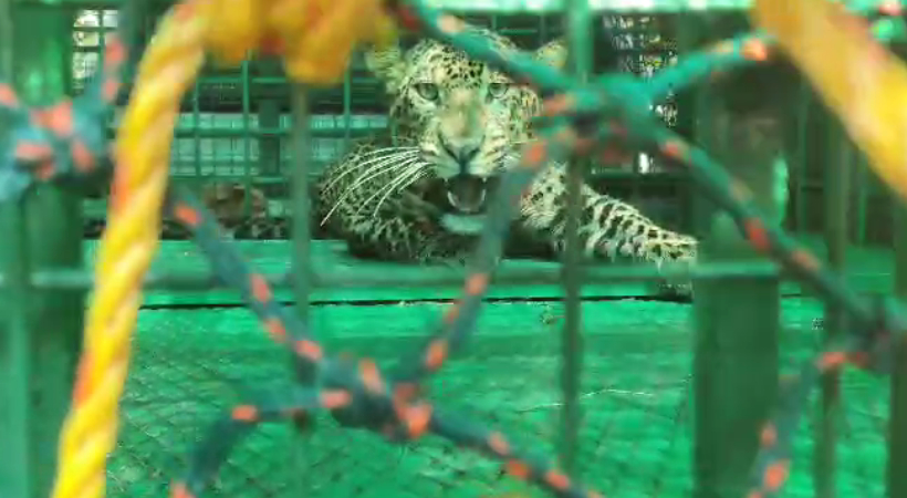 leopard-kakkayangad-kannur