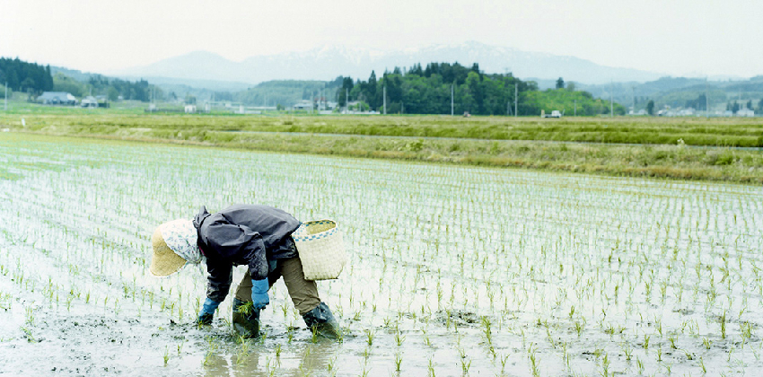 rice expoet to indonesia